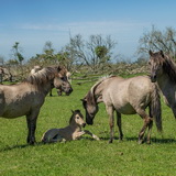 Konik horses